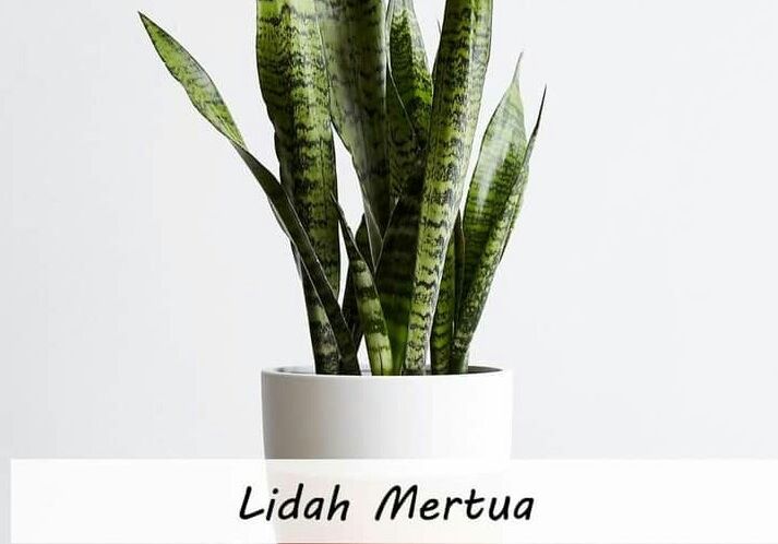Lidah Mertua