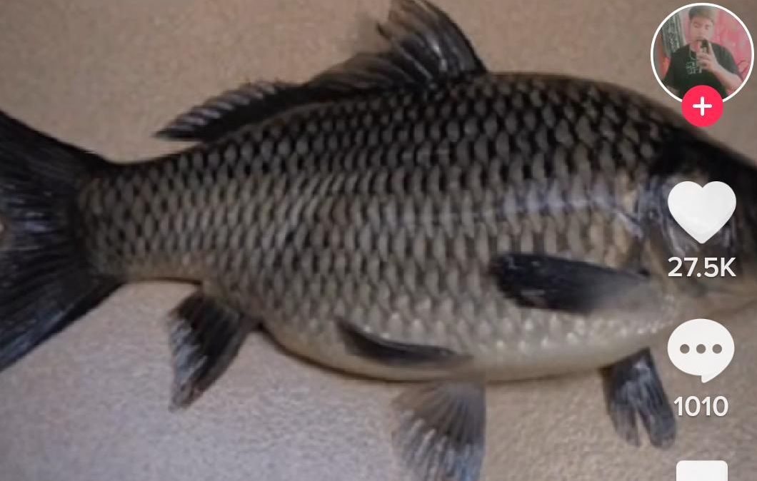 Link video Ikan Mujair Viral di TikTok diburu banyak orang dan bikin netizen penasaran, Ternyata isinya seperti ini