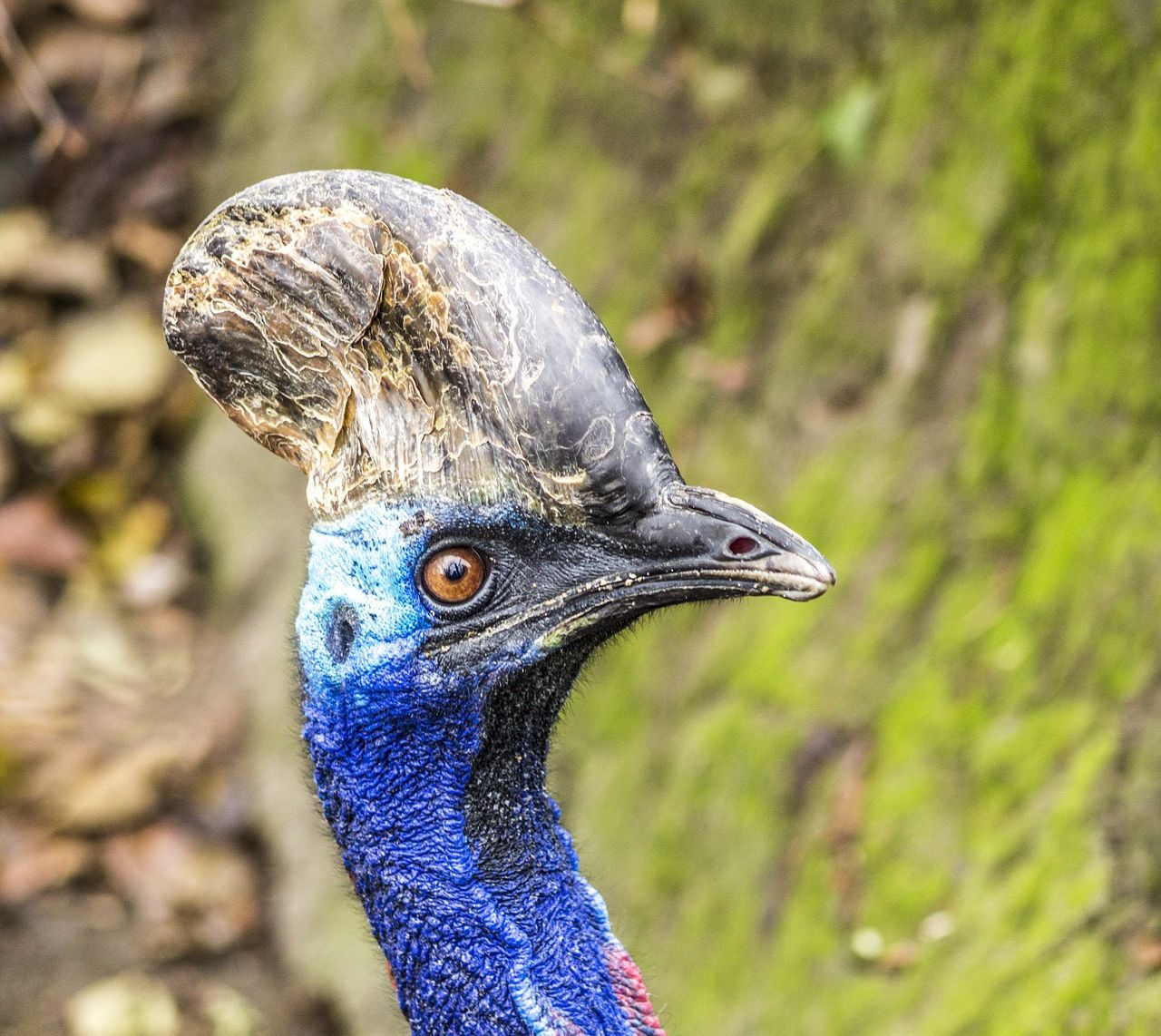 Southern Cassowary