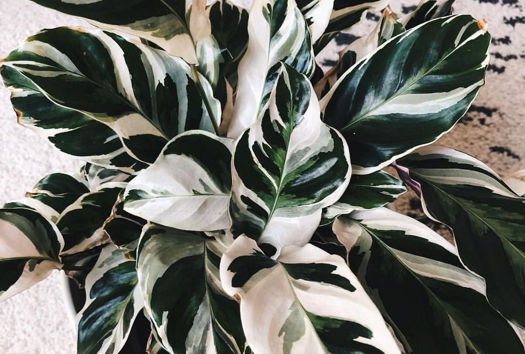  Cara  Membuat  Tanaman  Hias Calathea Jadi Lebih Cantik 