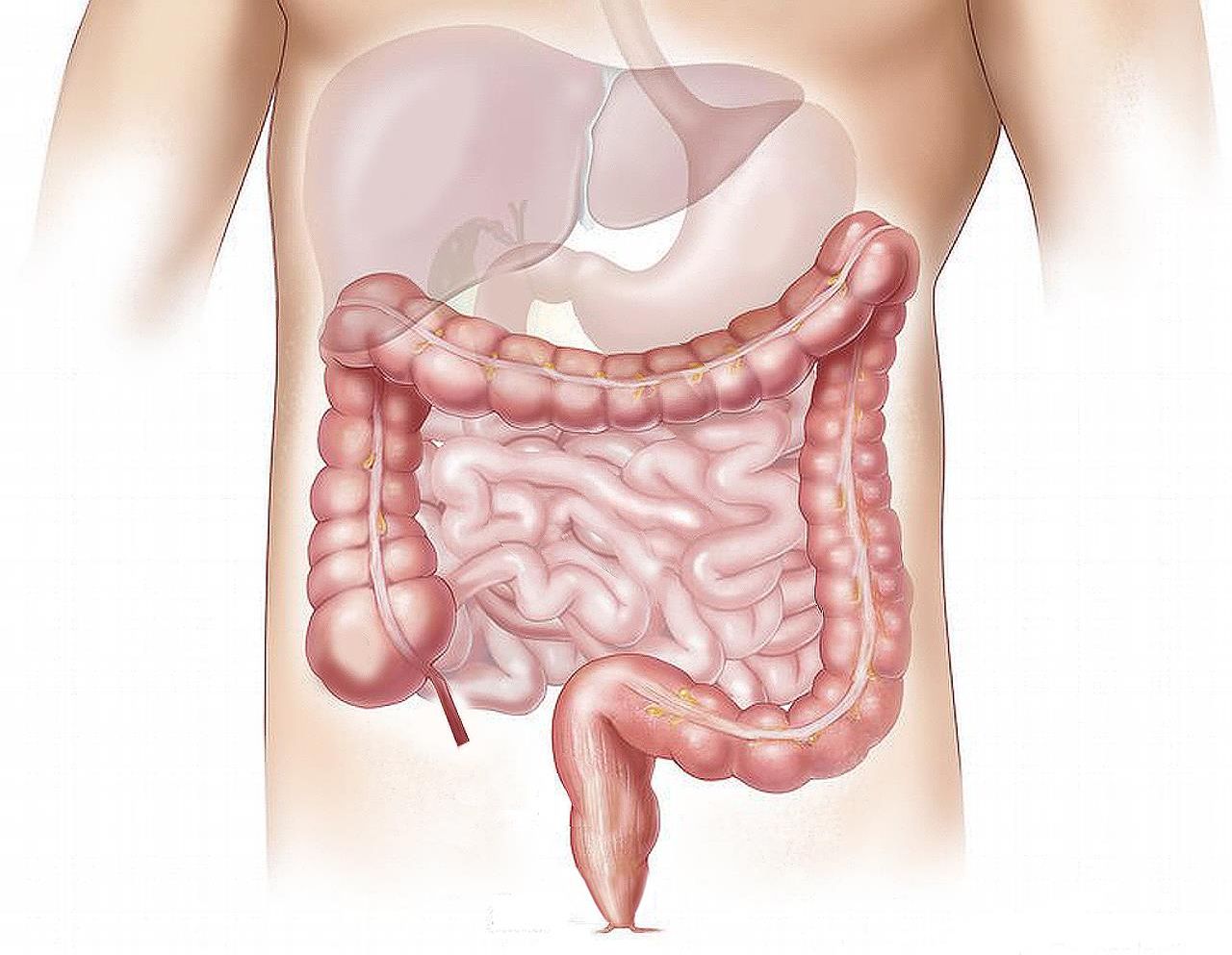 ilustrasi usus.