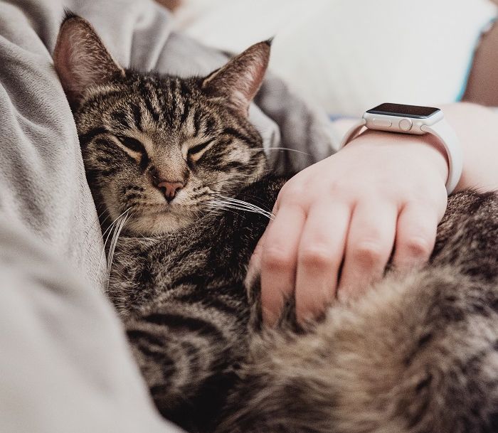 Ciri-ciri Kucing Hamil, Bisa Alami Morning Sick - Kabar Lumajang