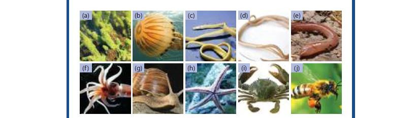 Kunci jawaban IPA kelas 7 SMP /MTs halaman 81 Ayo Kita Lakukan Gambar 2.40 Porifera, Coelenterata, Platyhelminthes, Nemathelminthes Bab 2.