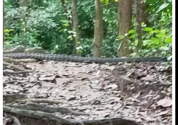 Penampakan ular besar di sebuah bukit, di Malaysia.
