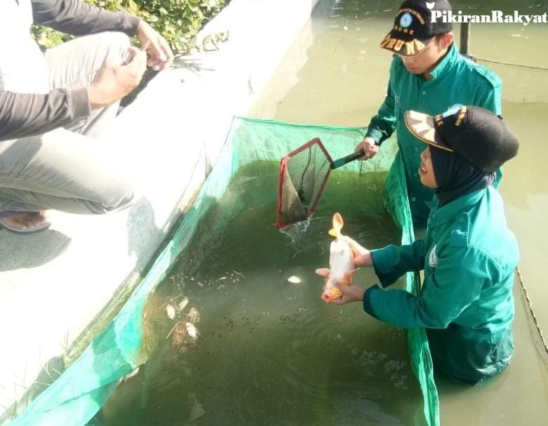 Pengenalan Metode Pemijahan dan Pembesaran Ikan dalam Perikanan Darat di Desa Cikoneng