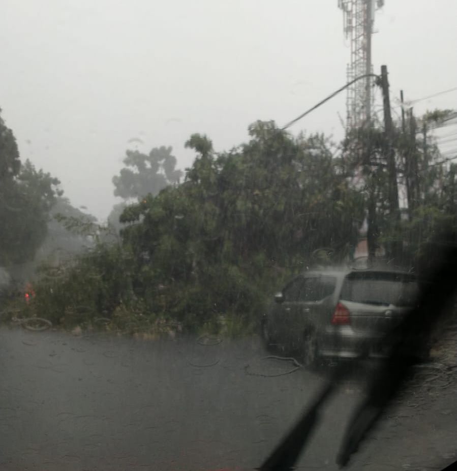 Pohon tumbang di Jalan Pajajaran./istimewa