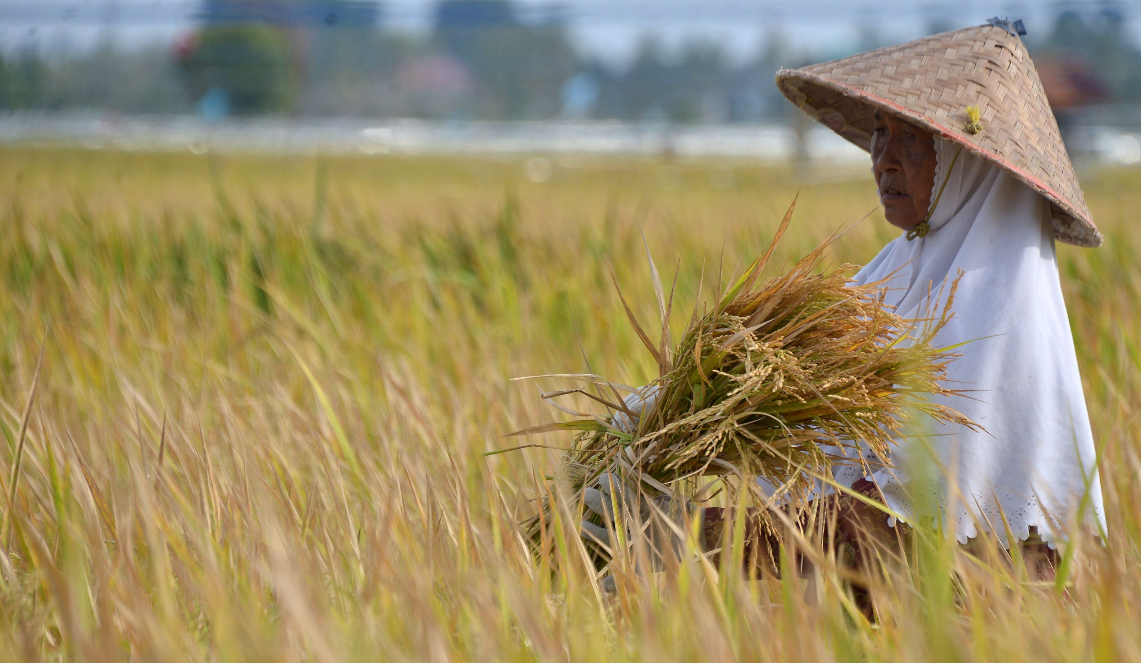 Petani memanen padi di Desa Limpok, Kecamatan Krueng Baruna Jaya, Kabupaten Aceh Besar, Aceh, Selasa, 2 Februari 2021. (Antara Foto/Ampelsa)