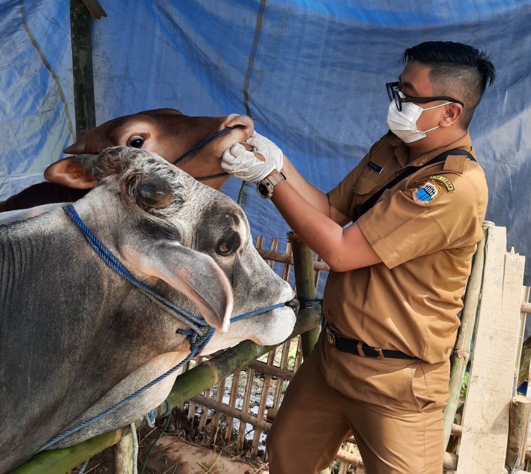 Jelang Hari Raya Iduladha, Disnakeswan Lebak Temukan Puluhan Hewan ...