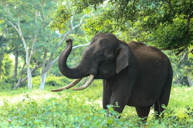 Seekor Gajah Mengamuk Serang Warga di Lampung Timur, Kondisi Korban Mengkhawatirkan