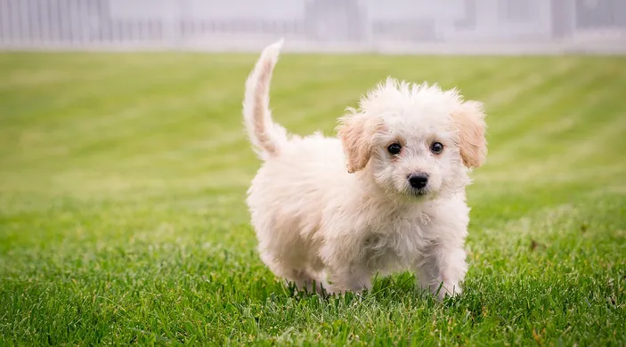 Anak Anjing Dibanting sampai Mati, Pelaku Terancam Denda dan Penjara menurut UU dan KUHP