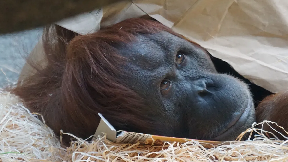 Dirudapaksa Setiap Hari, Viral Kisah Orang Utan Jadi Budak Nafsu di  Kalimantan Tengah