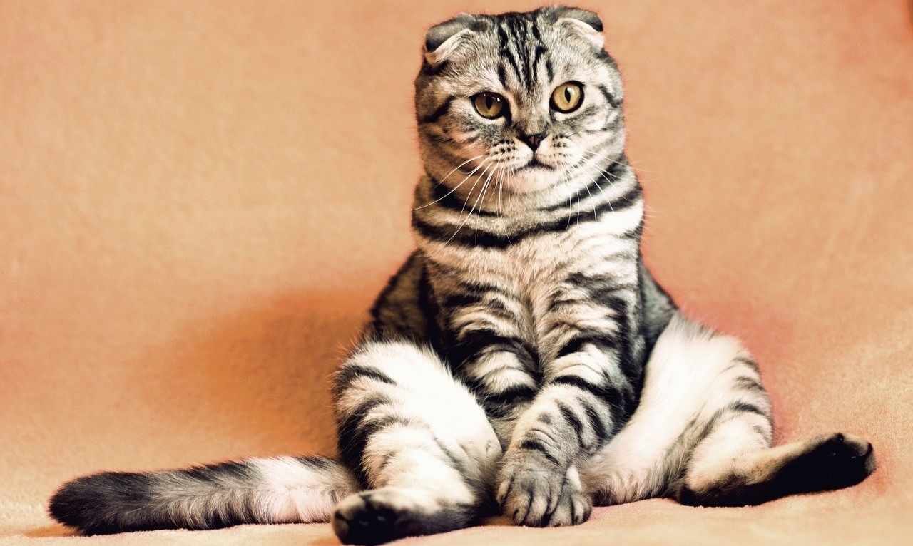 5 Karakter Kucing yang Perlu Diketahui Sebelum Dipelihara, Salah 