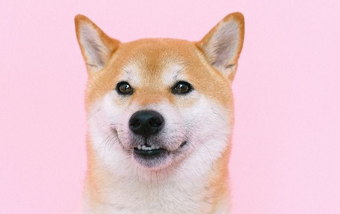 Shiba Inu Naik Drastis Sebenarnya Siapa Sih Koin Meme Shib Dengan Sebutan Doge Killer Ini Jakpus News