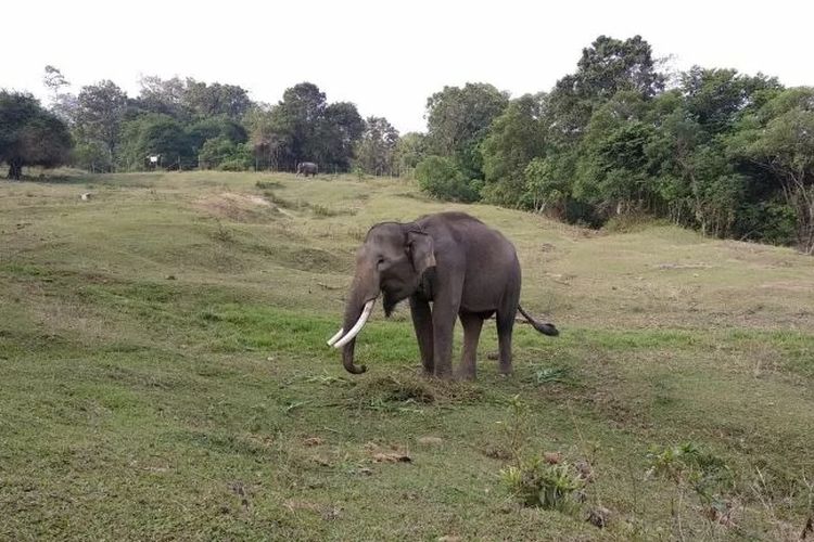 Masuk Habitat Gajah, Tambang Batu Bara di Bengkulu Ditolak Koalisi Masyarakat