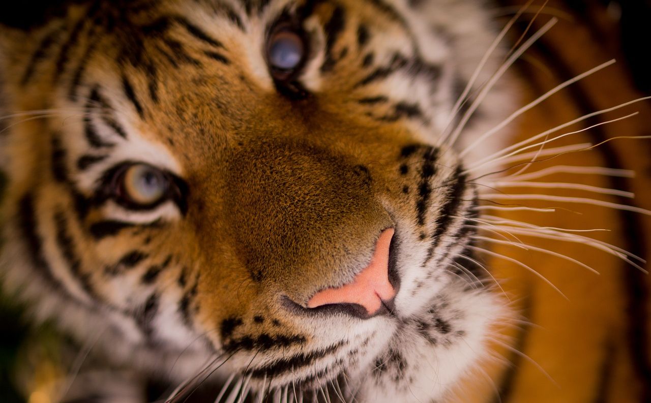 Ilustrasi 7 Arti Mimpi Tentang Harimau Menurut Primbon Jawa, Pertanda Buruk Untukmu? Simak Berikut Ini