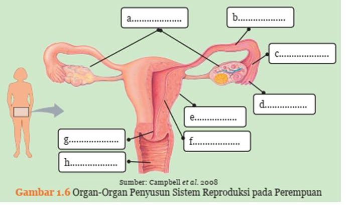 Inilah pembahasan kunci jawaban IPA kelas 9 SMP MTs halaman 15, 16 Aktivitas 1.2 organ-organ penyusun sistem reproduksi perempuan, terlengkap 2022.