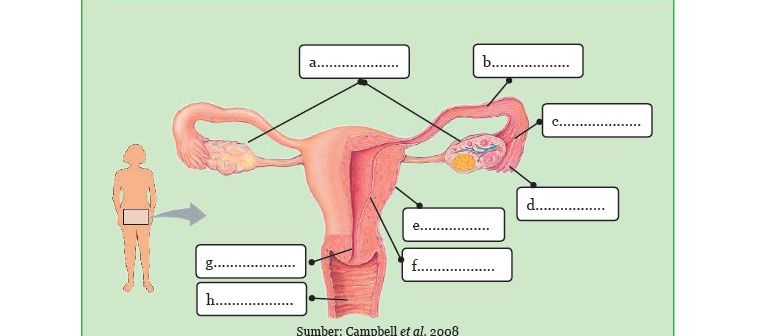 kunci jawaban IPA kelas 9 SMP MTs halaman 15 Ayo Kita Lakukan Aktivitas 1.2 organ-organ penyusun sistem reproduksi perempuan