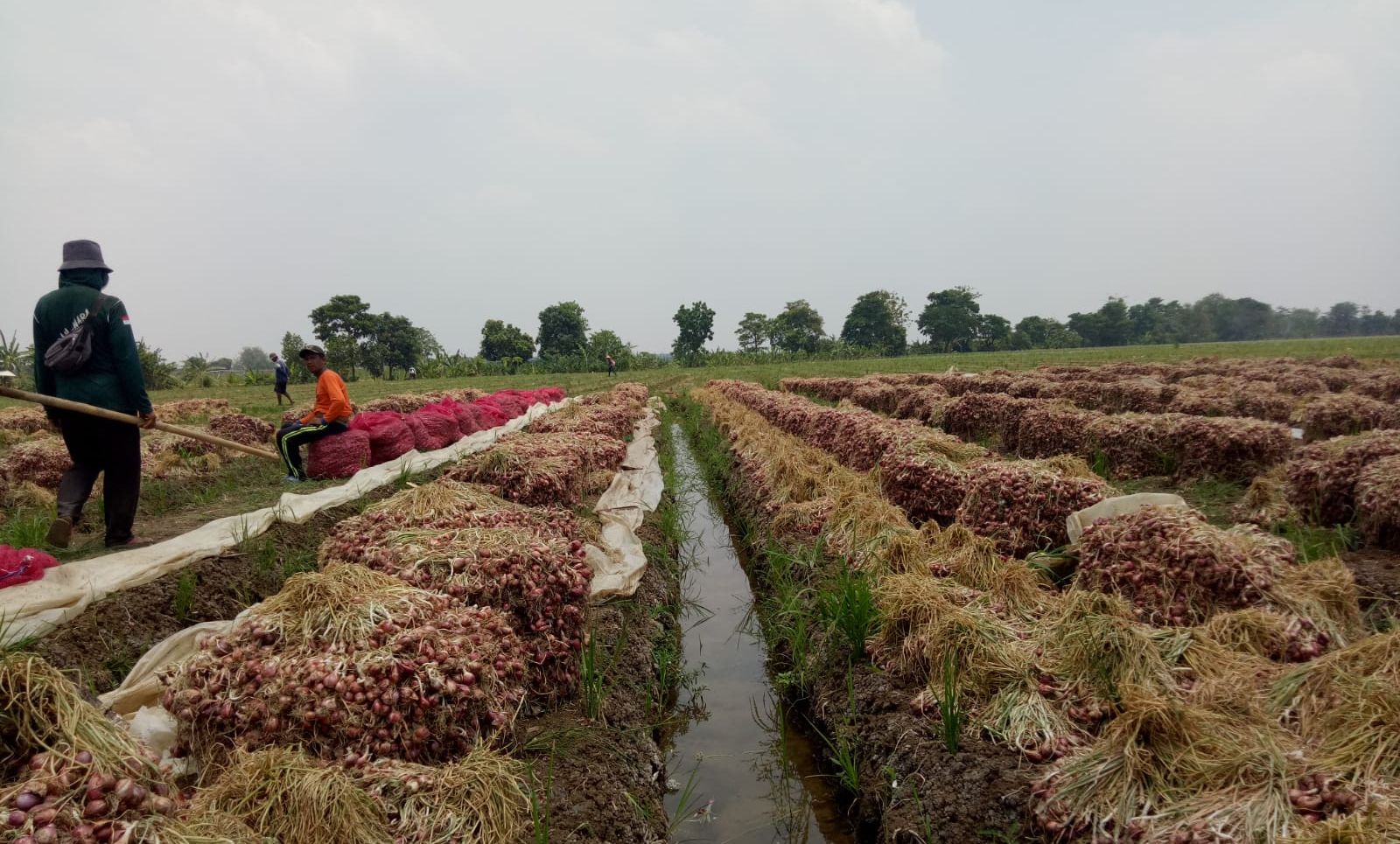 Petani bawang merah di Majalengka mengalami kerugian dampak El Nino.
