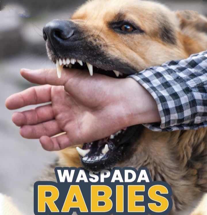 Penyakit rabies bisa ditularkan melalui gigitan hewan peliharaan/Instagram/@jabarquickresponse/