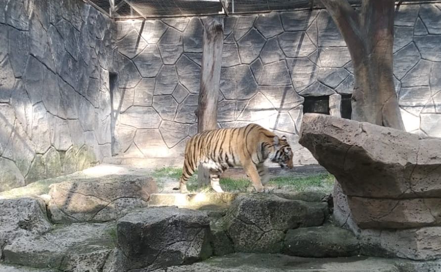 Dua harimau jadi penghuni baru di Bandung Zoo.