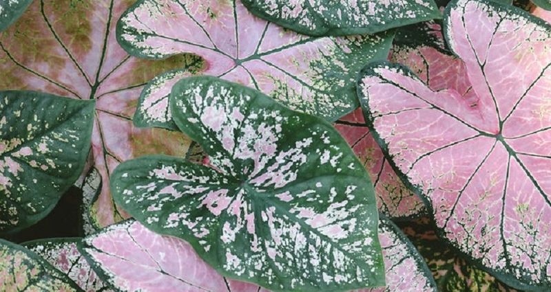 Mau Tanaman Keladi Subur Dan Sehat Sempurna Gunakan 5 Pupuk Terbaik Khusus Caladium Portal Jember