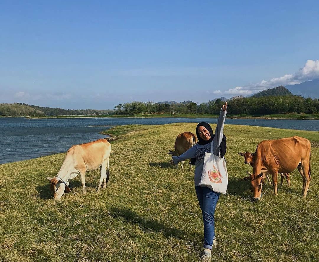 Wisatawan tengah menikmati keindahan padang rumput dan ternak sapi di sekitar Waduk Malahayu, Kabupaten Brebes. 
