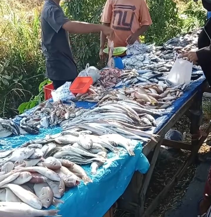 Pedagang ikan dengan berbagai jenis ikan