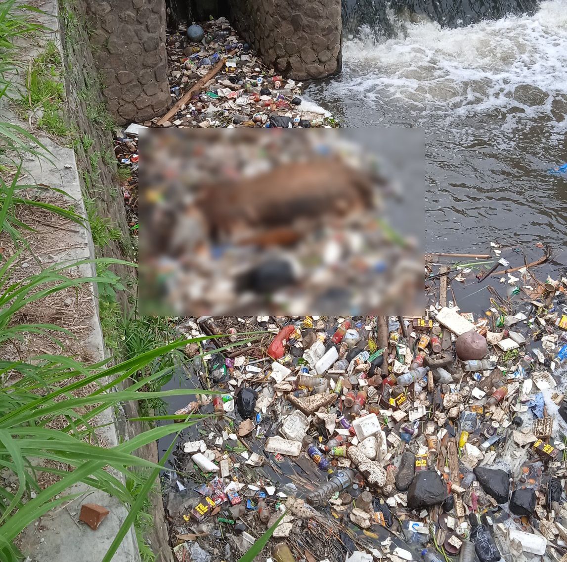 Bangkai sapi tersangkut di aliran sungai penuh sampah di Bandung.