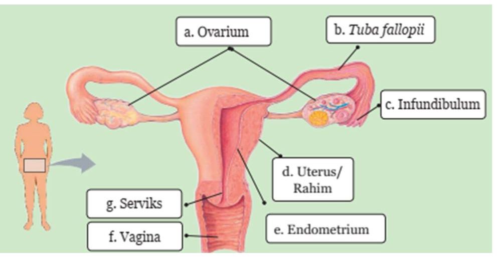 Inilah kunci jawaban IPA kelas 9 halaman 49, uji kompetensi bab 1 esai, Uterus atau rahim merupakan bagian dari sistem reproduksi pada mamalia.