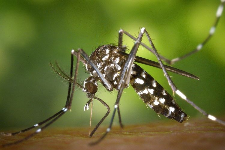 BPOM enables the dengue vaccine to get started circulating, anticipating dengue sickness