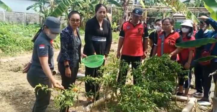 Kelurahan Padang Sambian Denpasar memanen terong dan cabai bentuk ketahanan pangan. Minggu 2 April 2023.