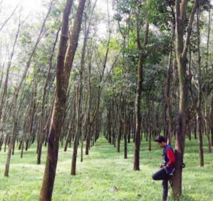 Spot foto kebun karet di Agro Wisata Jatirunggo Park 