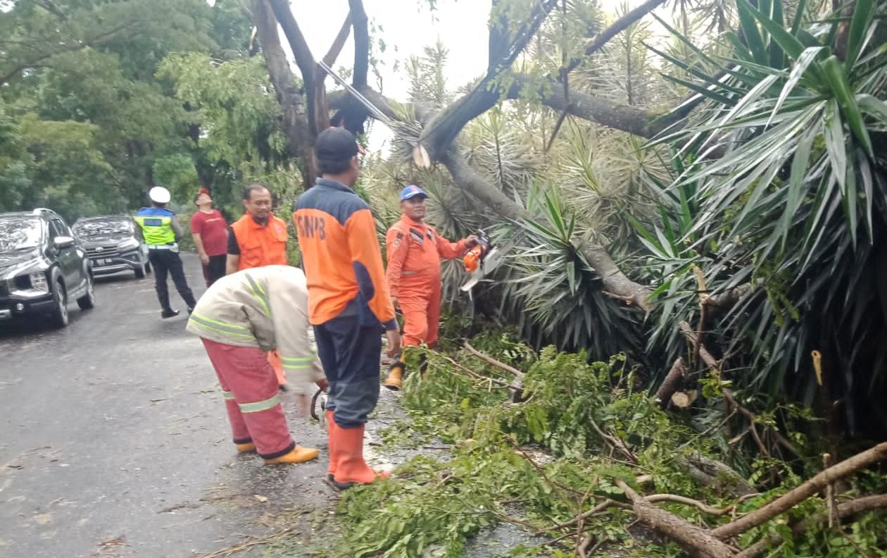 Pohon Tumbang, Arus Lalu Lintas Jalan Raya Cipanas, Cugenang, Kabupaten Cianjur Sempat Mengalami Kemacetan