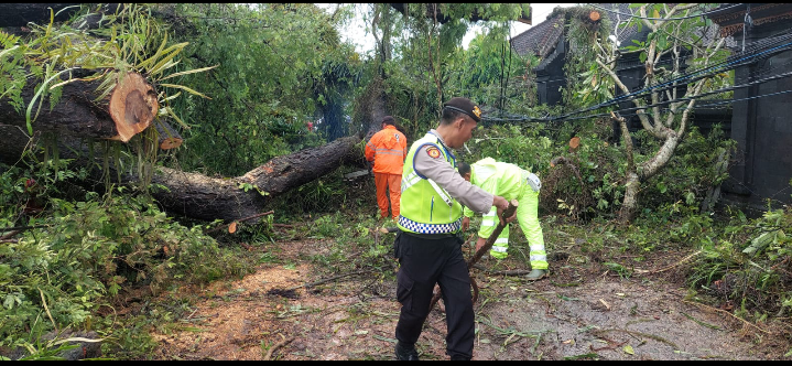 Pohon tumbang di Badung Bali Senin 6 Februari 2023.