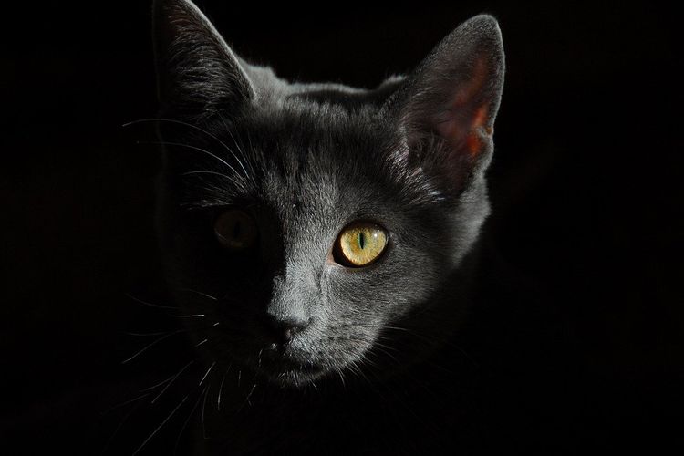 Geger 21 Kucing Mati Mendadak di Sunter Muara, Polisi: Ditemukan Berturut-turut