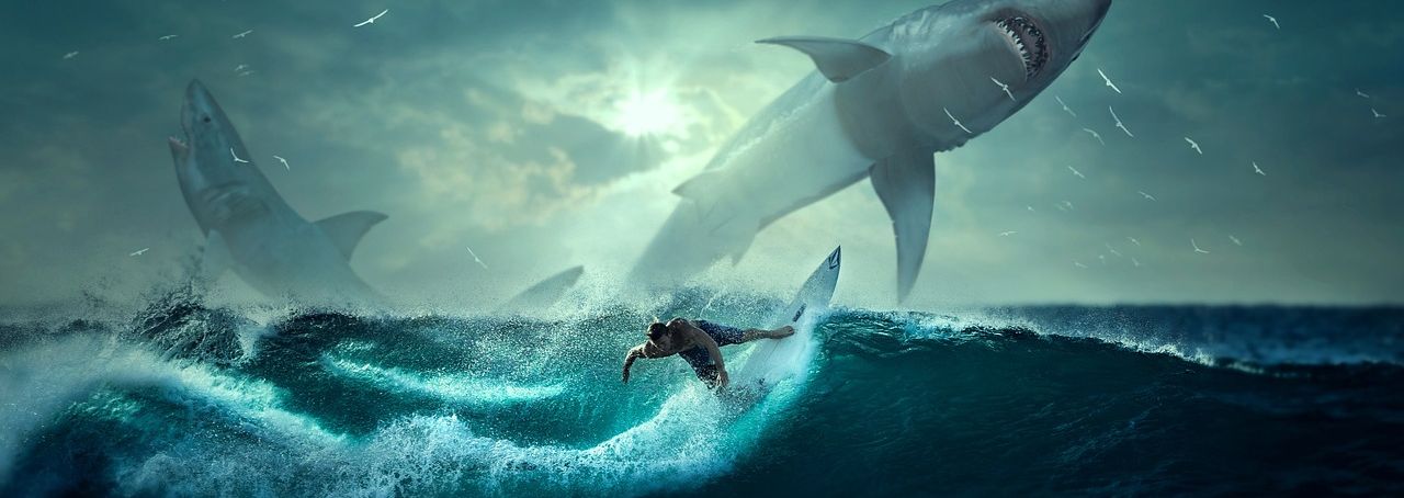 Surfing diantara hiu memacu adrenalin 