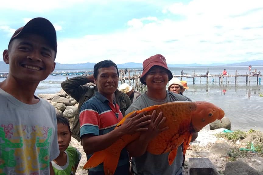 Ikan mas seberat 15 kilogram yang ditangkap di Danau Toba.