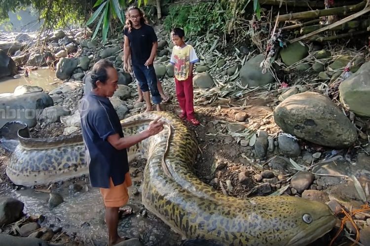 Heboh Ikan Sidat Dan Naga Raksasa Di Sukabumi Tangan Dingin Rian