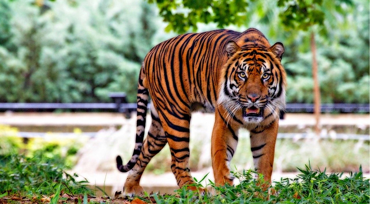 Dua Harimau  Sinka Zoo Lepas  Memakan 1 Korban Jiwa 