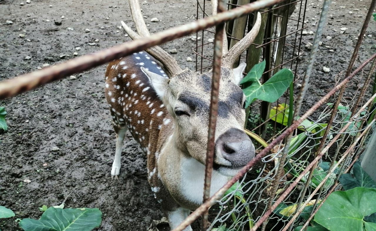 Rusa