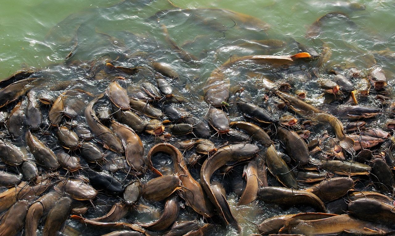 1040+ Cara Budidaya Ikan Konsumsi Air Laut Gratis Terbaru