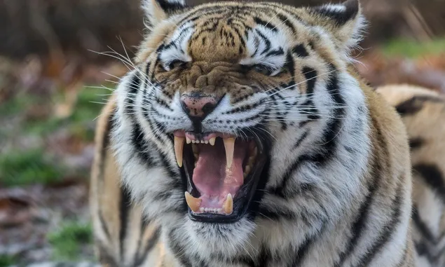Begini Nasib Seorang Warga Suoh Lampung Barat Diterkam Harimau Sumatera