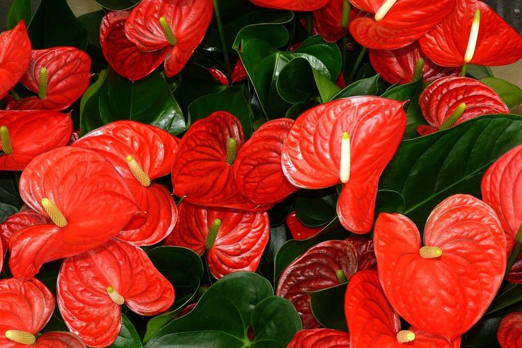 Inilah Tempat Terbaik Untuk Menanam Anthurium Agar Berdaun Lebat Dan Sehat Portal Jember