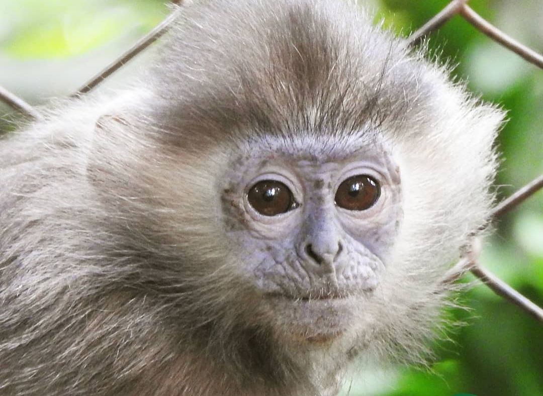 Hari Primata Indonesia yang Diperingati pada Tanggal 30 Januari 2023, Berikut Penjelasannya Lengkap dengan Peringatan Hari Primata India