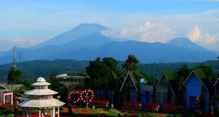 Pemandangan Taman Bunga Celosia