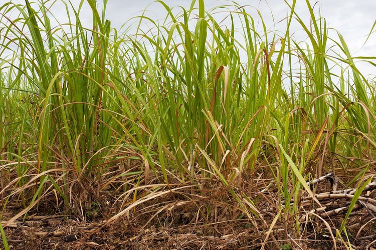 Melahirkan di Kebun Tebu Usai Jatuh dari Motor dan Dibuang Suami, Seorang Ibu di Kediri Alami Nasib Nahas