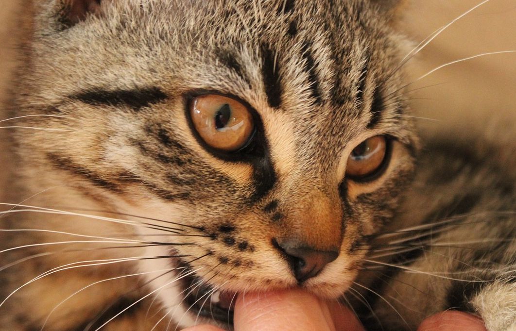 Ilustrasi hewan peliharaan jenis kucing yang bisa terjangkit rabies. 