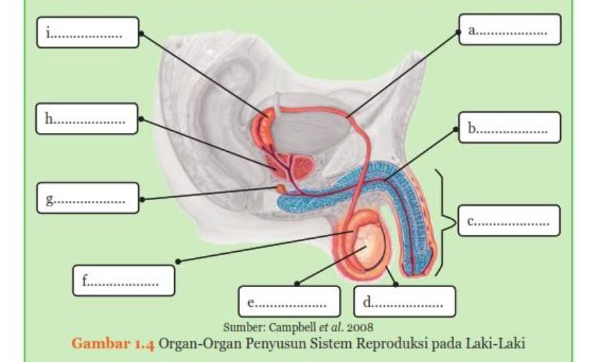 Organ reproduksi laki-laki