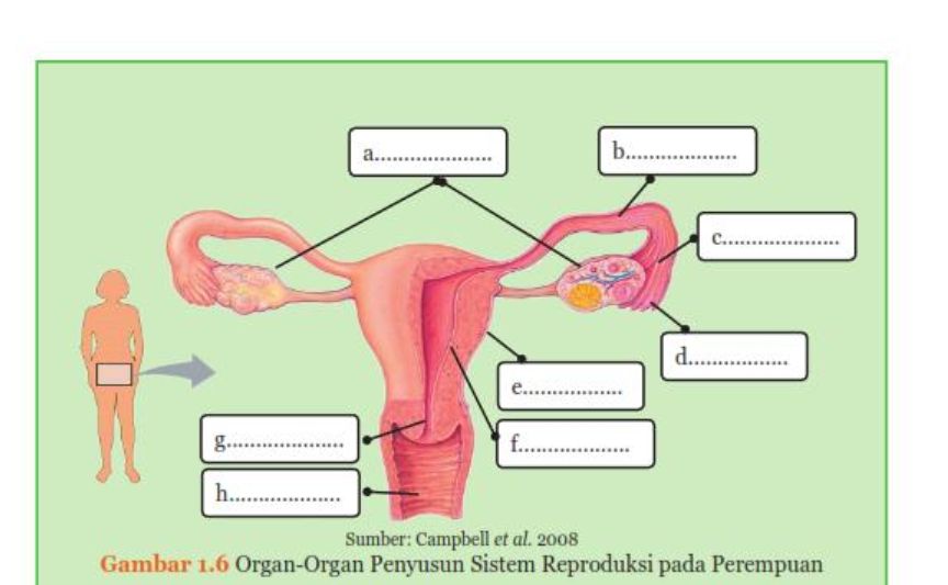 Organ penyusun sistem reproduksi perempuan