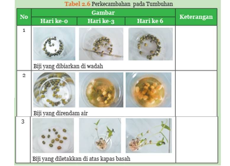 Berikut merupakan kunci jawaban IPA kelas 9 SMP MTs halaman 76 dan 77, Ayo Kita Pikirkan, Tabel 2.6 perkecambahan pada tumbuhan, kurikulum 2013.